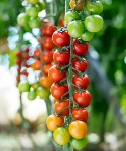 Cherry Tomato Plants Live - Set of 2, 3-5 Inch Tall in 4-Inch Pot, Sweet Edible Garden Vegetables - Image 6