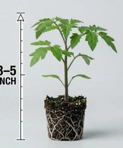 Cherry Tomato Plants Live - Set of 2, 3-5 Inch Tall in 4-Inch Pot, Sweet Edible Garden Vegetables - Image 7