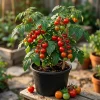 Cherry Tomato Plants Live - Set of 2, 3-5 Inch Tall in 4-Inch Pot, Sweet Edible Garden Vegetables - Image 1