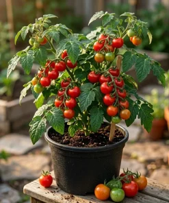 Cherry Tomato Plants Live - Set of 2, 3-5 Inch Tall in 4-Inch Pot, Sweet Edible Garden Vegetables - Image 1