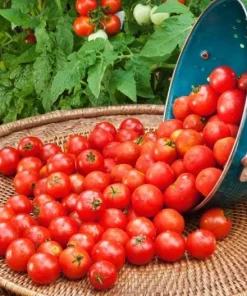 Cherry Tomato Plants Live - Set of 2, 3-5 Inch Tall in 4-Inch Pot, Sweet Edible Garden Vegetables - Image 8