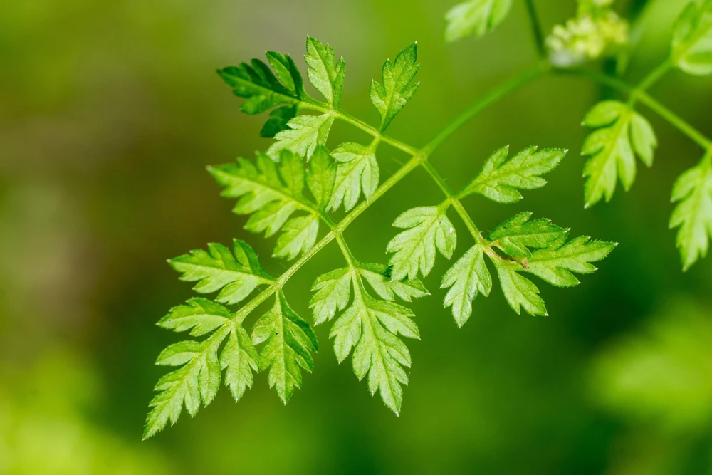 Chervil Seeds (Gourmet Parsley) - 150 Herb Flower Seeds for Culinary & Garden - Image 2