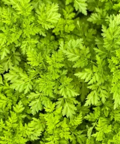 Chervil Seeds (Gourmet Parsley) - 150 Herb Flower Seeds for Culinary & Garden - Image 3