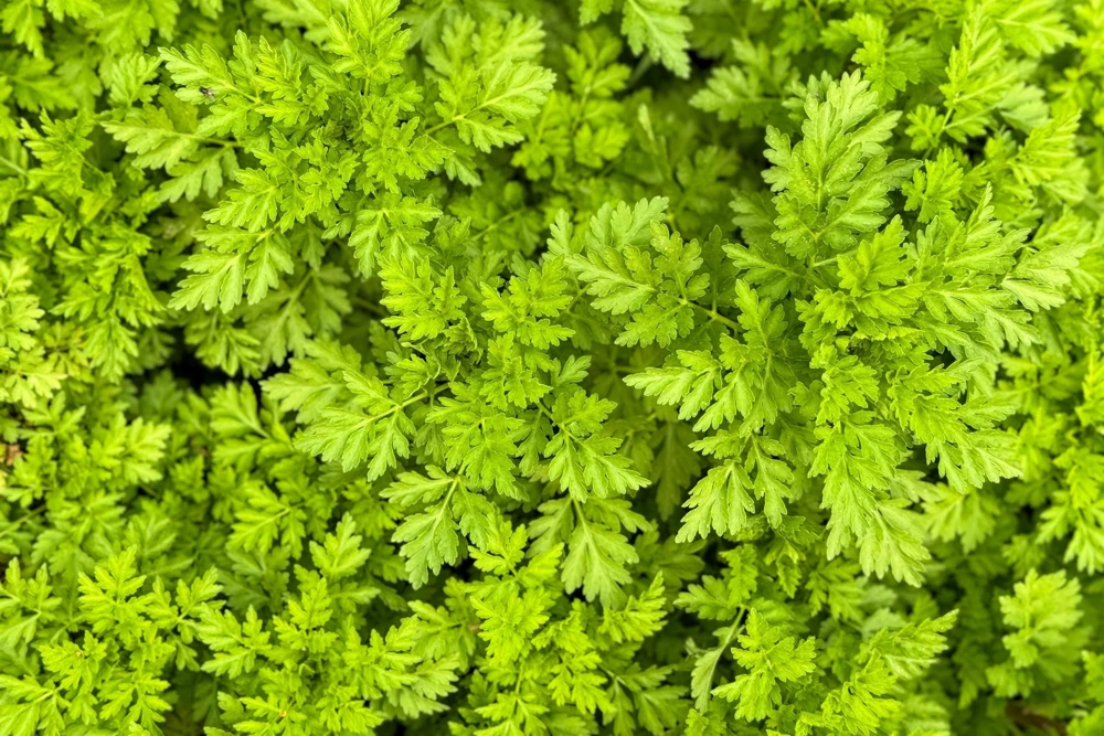 Chervil Seeds (Gourmet Parsley) - 150 Herb Flower Seeds for Culinary & Garden - Image 3