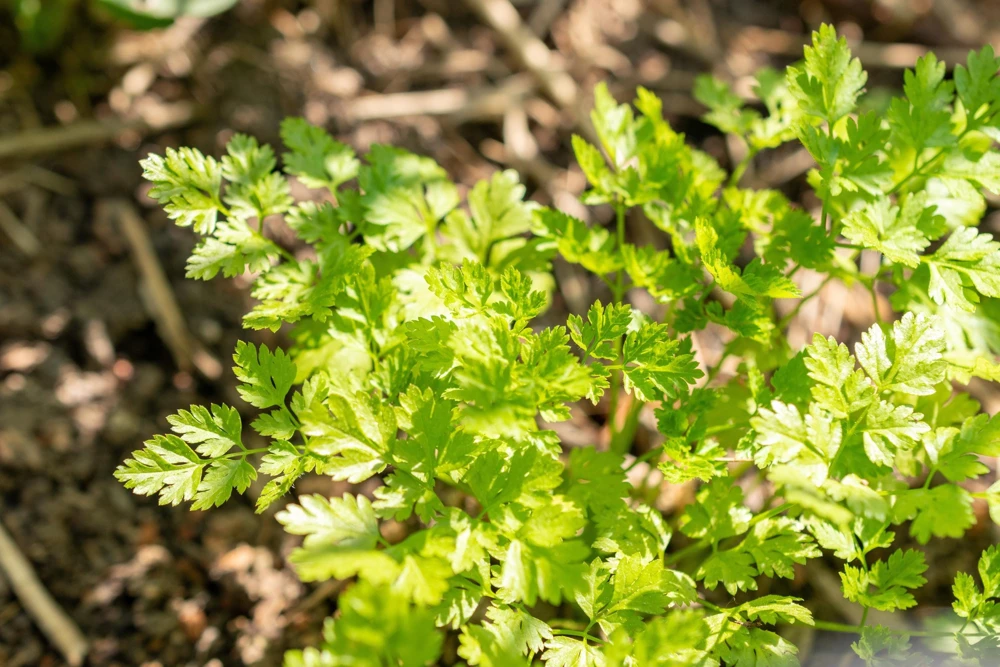 Chervil Seeds (Gourmet Parsley) - 150 Herb Flower Seeds for Culinary & Garden - Image 4
