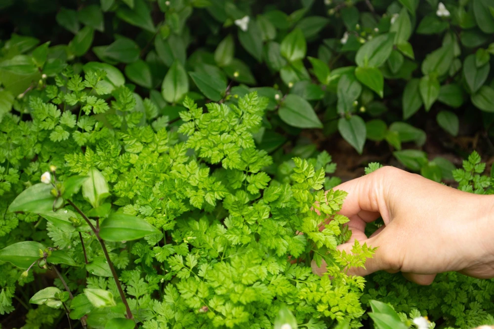 Chervil Seeds (Gourmet Parsley) - 150 Herb Flower Seeds for Culinary & Garden - Image 5