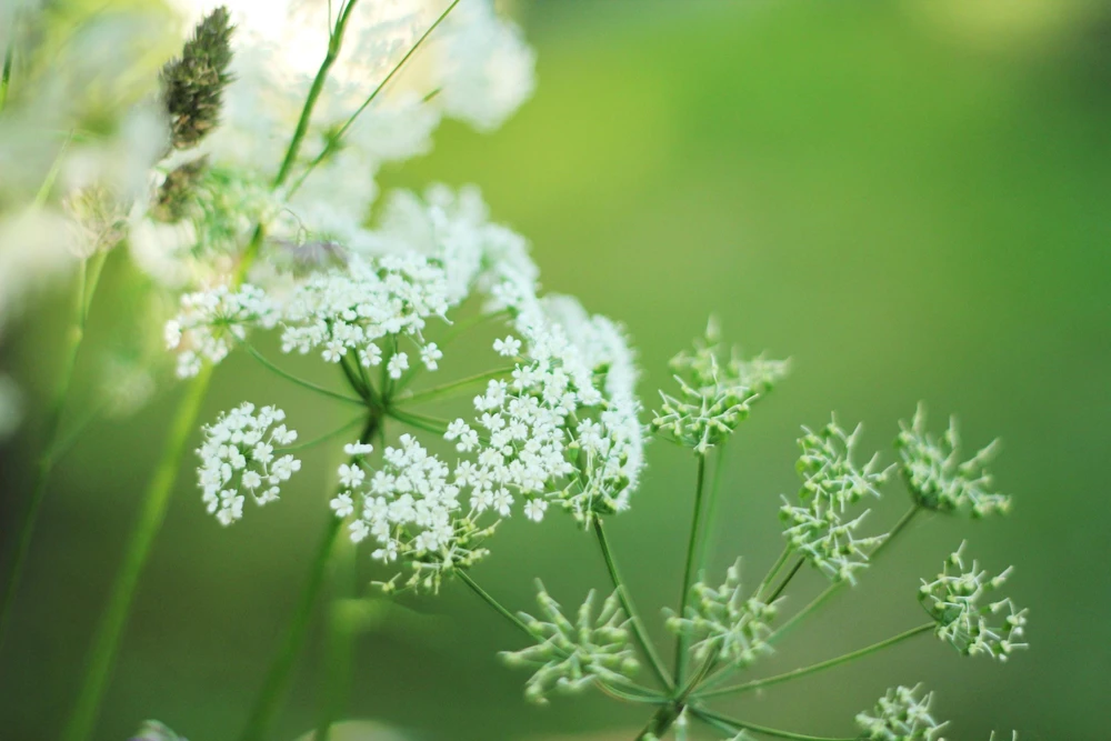 Chervil Seeds (Gourmet Parsley) - 150 Herb Flower Seeds for Culinary & Garden - Image 6