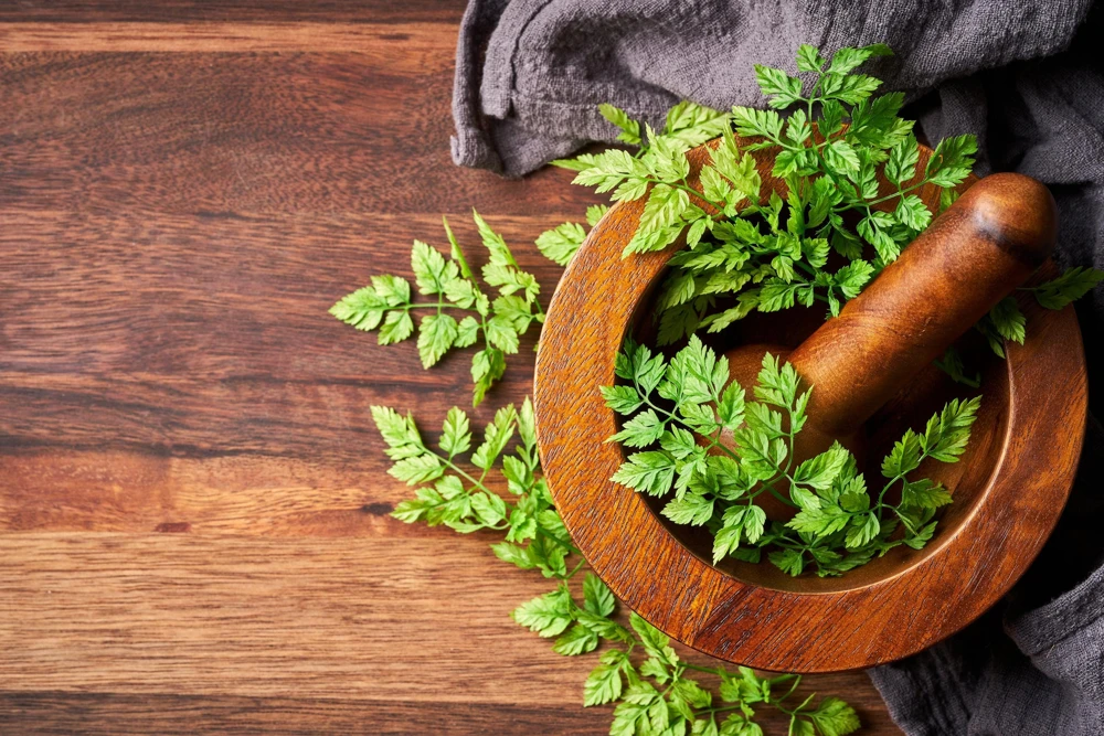 Chervil Seeds (Gourmet Parsley) - 150 Herb Flower Seeds for Culinary & Garden - Image 7