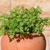 Chervil Seeds (Gourmet Parsley) - 150 Herb Flower Seeds for Culinary & Garden - Image 1