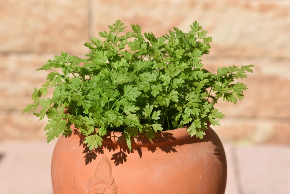 Chervil Seeds (Gourmet Parsley) - 150 Herb Flower Seeds for Culinary & Garden - Image 1