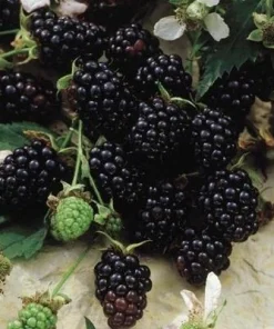 Chester Blackberry Live Plant - Thornless Berry Bush, 5-9