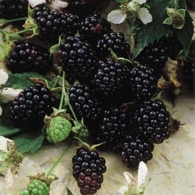 Chester Blackberry Live Plant - Thornless Berry Bush, 5-9" Tall, Zones 5-8 - Image 4