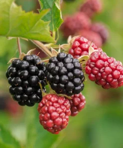 Chester Blackberry Live Plant - Thornless Berry Bush, 5-9
