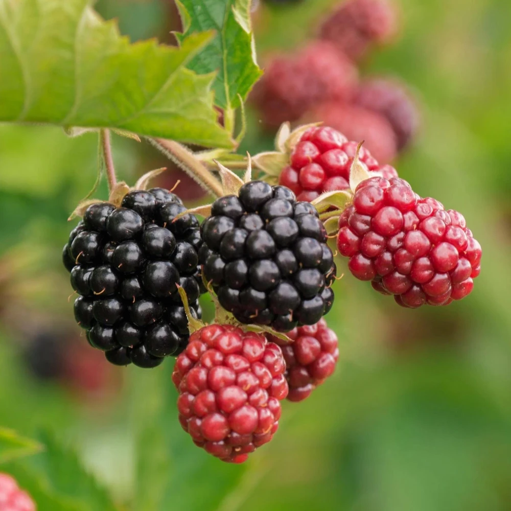 Chester Blackberry Live Plant - Thornless Berry Bush, 5-9" Tall, Zones 5-8 - Image 5