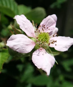 Chester Blackberry Live Plant - Thornless Berry Bush, 5-9