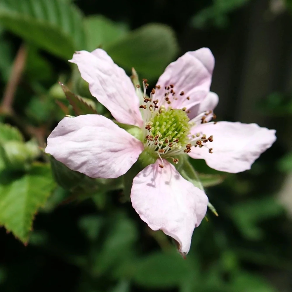 Chester Blackberry Live Plant - Thornless Berry Bush, 5-9" Tall, Zones 5-8 - Image 6