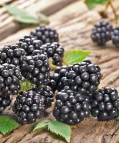 Chester Blackberry Live Plant - Thornless Berry Bush, 5-9