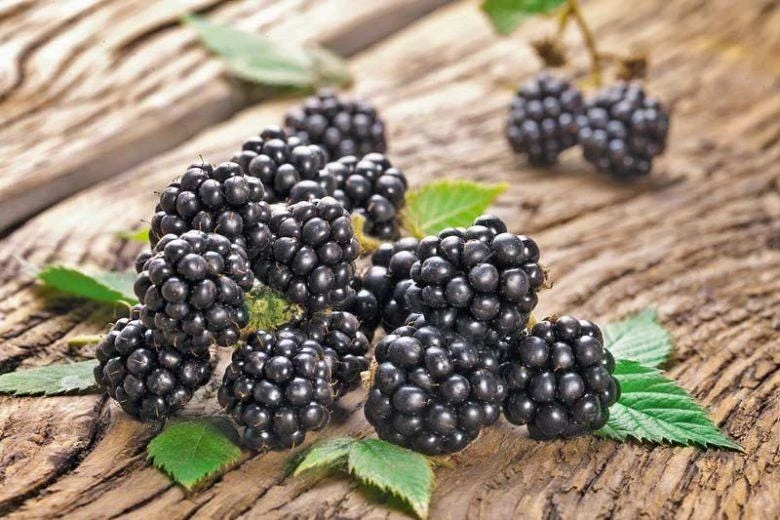 Chester Blackberry Live Plant - Thornless Berry Bush, 5-9" Tall, Zones 5-8 - Image 7