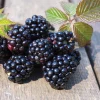 Chester Blackberry Live Plant - Thornless Berry Bush, 5-9" Tall, Zones 5-8 - Image 1