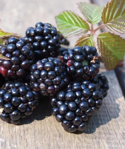 Chester Blackberry Live Plant - Thornless Berry Bush, 5-9