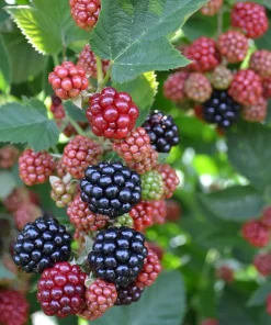 Chester Blackberry Plant Live - Thornless Fruit Bush, Set of 2, 4-6 Inch Tall, Outdoor Garden - Image 2