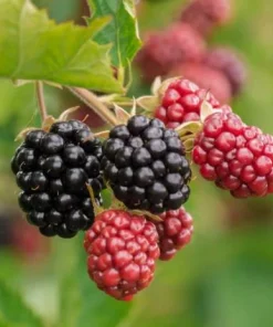 Chester Blackberry Plant Live - Thornless Fruit Bush, Set of 2, 4-6 Inch Tall, Outdoor Garden - Image 3