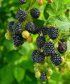 Chester Blackberry Plant Live - Thornless Fruit Bush, Set of 2, 4-6 Inch Tall, Outdoor Garden - Image 4