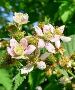 Chester Blackberry Plant Live - Thornless Fruit Bush, Set of 2, 4-6 Inch Tall, Outdoor Garden - Image 5