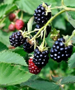 Chester Blackberry Plant Live - Thornless Fruit Bush, Set of 2, 4-6 Inch Tall, Outdoor Garden - Image 6