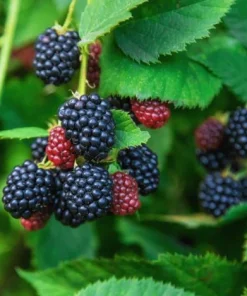 Chester Blackberry Plant Live - Thornless Fruit Bush, Set of 2, 4-6 Inch Tall, Outdoor Garden - Image 7