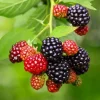Chester Blackberry Plant Live - Thornless Fruit Bush, Set of 2, 4-6 Inch Tall, Outdoor Garden - Image 1