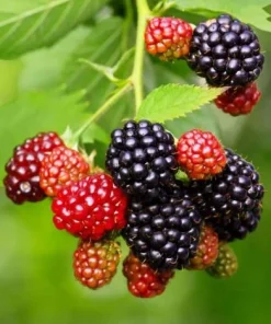 Chester Blackberry Plant Live - Thornless Fruit Bush, Set of 2, 4-6 Inch Tall, Outdoor Garden - Image 1