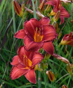 Chicago Apache Daylily Bare Root Plants - 2 Pack Perennial Outdoor Flower - Image 2