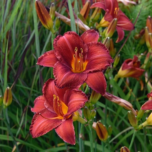Chicago Apache Daylily Bare Root Plants - 2 Pack Perennial Outdoor Flower - Image 2