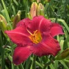 Chicago Apache Daylily Bare Root Plants - 2 Pack Perennial Outdoor Flower - Image 1