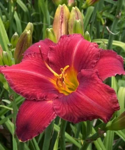 Chicago Apache Daylily Bare Root Plants - 2 Pack Perennial Outdoor Flower - Image 1