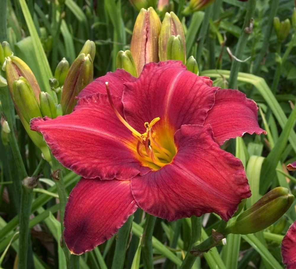 Chicago Apache Daylily Bare Root Plants - 2 Pack Perennial Outdoor Flower - Image 1