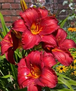 Chicago Apache Daylily Bare Root Plants - 2 Pack Perennial Outdoor Flower - Image 3