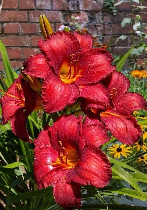 Chicago Apache Daylily Bare Root Plants - 2 Pack Perennial Outdoor Flower - Image 3