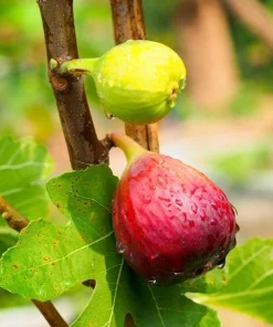 Chicago Hardy Fig Tree Live Plant, 4-6 Inch Tall, Cold Hardy Edible Fig for Patio & Garden - Image 2