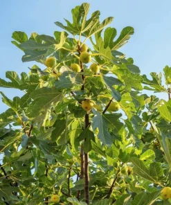 Chicago Hardy Fig Tree Live Plant, 4-6 Inch Tall, Cold Hardy Edible Fig for Patio & Garden - Image 3