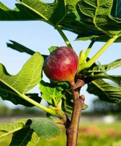 Chicago Hardy Fig Tree Live Plant, 4-6 Inch Tall, Cold Hardy Edible Fig for Patio & Garden - Image 4