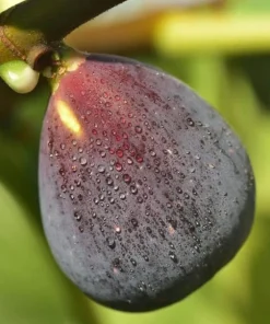 Chicago Hardy Fig Tree Live Plant, 4-6 Inch Tall, Cold Hardy Edible Fig for Patio & Garden - Image 5