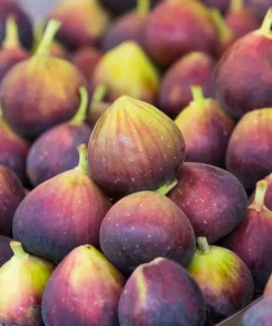 Chicago Hardy Fig Tree Live Plant, 4-6 Inch Tall, Cold Hardy Edible Fig for Patio & Garden - Image 6