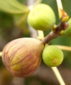 Chicago Hardy Fig Tree Live Plant, 4-6 Inch Tall, Cold Hardy Edible Fig for Patio & Garden - Image 7