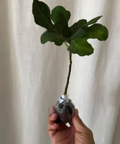 Chicago Hardy Fig Tree Live Plant, 4-6 Inch Tall, Cold Hardy Edible Fig for Patio & Garden - Image 8
