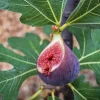 Chicago Hardy Fig Tree Live Plant, 4-6 Inch Tall, Cold Hardy Edible Fig for Patio & Garden - Image 1