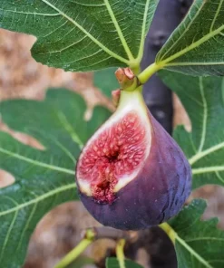 Chicago Hardy Fig Tree Live Plant, 4-6 Inch Tall, Cold Hardy Edible Fig for Patio & Garden - Image 1