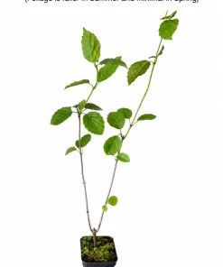 Chicago Lustre Viburnum Live Plant – Quart Pot – 10-16" Tall – Outdoor Shrub - Image 2