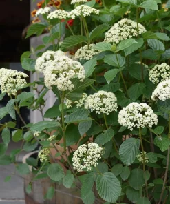 Chicago Lustre Viburnum Live Plant – Quart Pot – 10-16